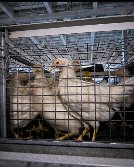 Tovuqlar sotiladi loman sendi