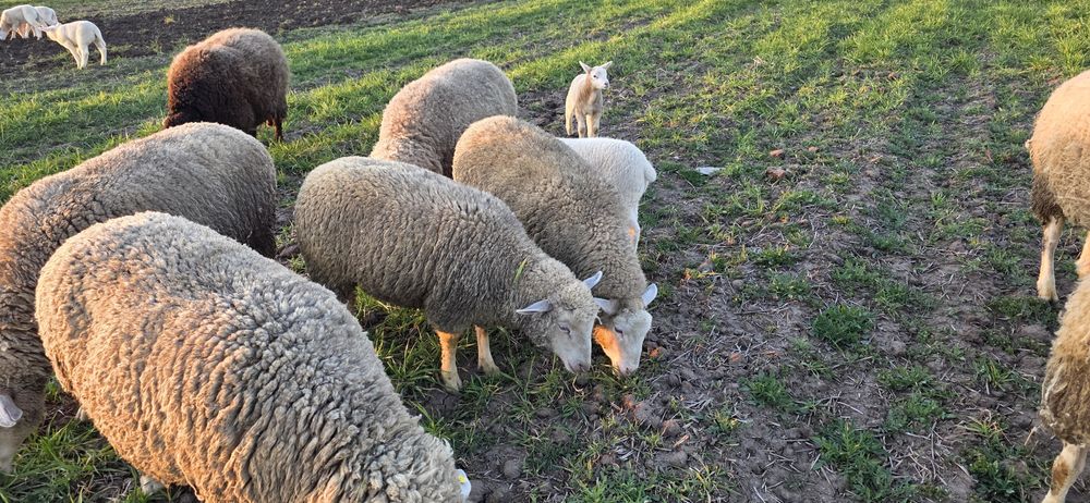 Mielute metis de texel si melinos