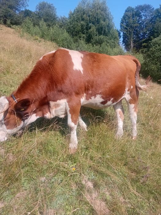 Juninci de vânzare