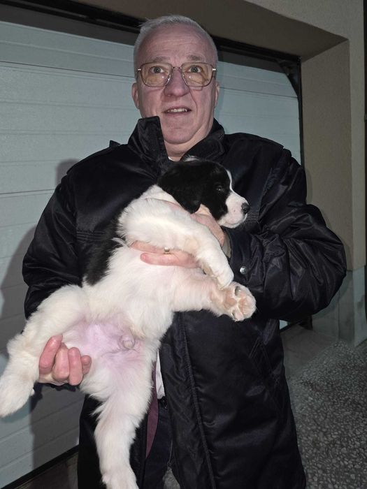 Vind catei Ciobanesc de Bucovina