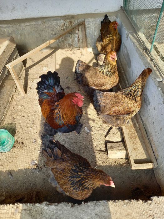 Светлый мрамор курапатка тухумлари сотилади донаси 10000сумдан