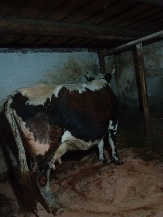 vând vacă gestantă