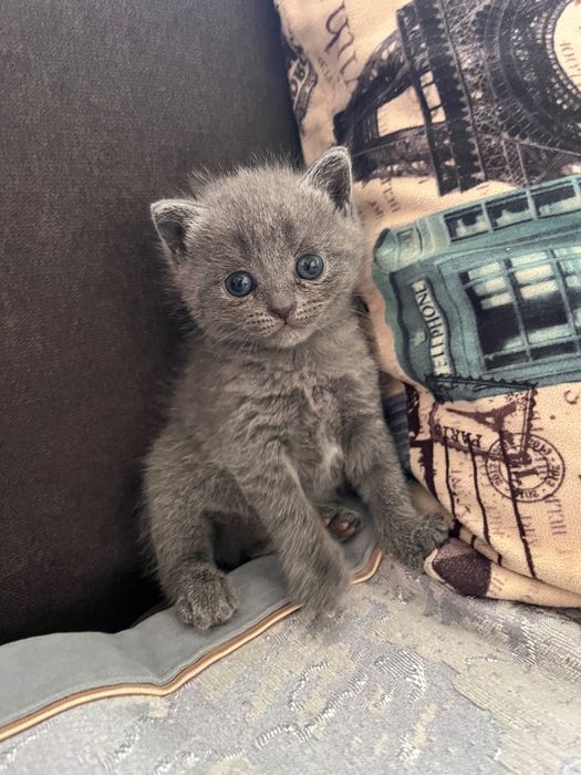 шотландские котята