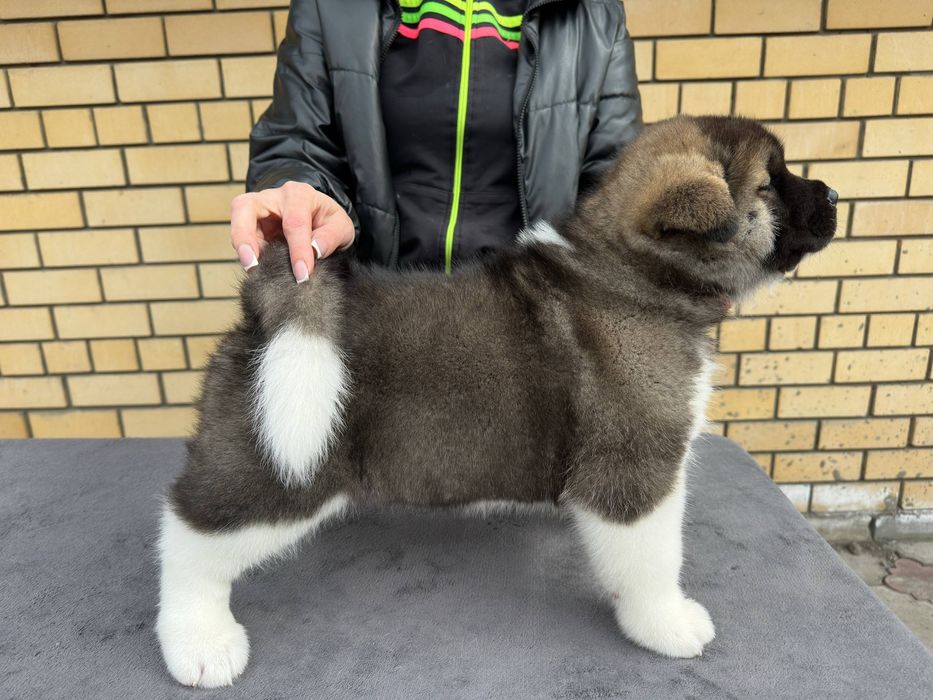 Американская акита