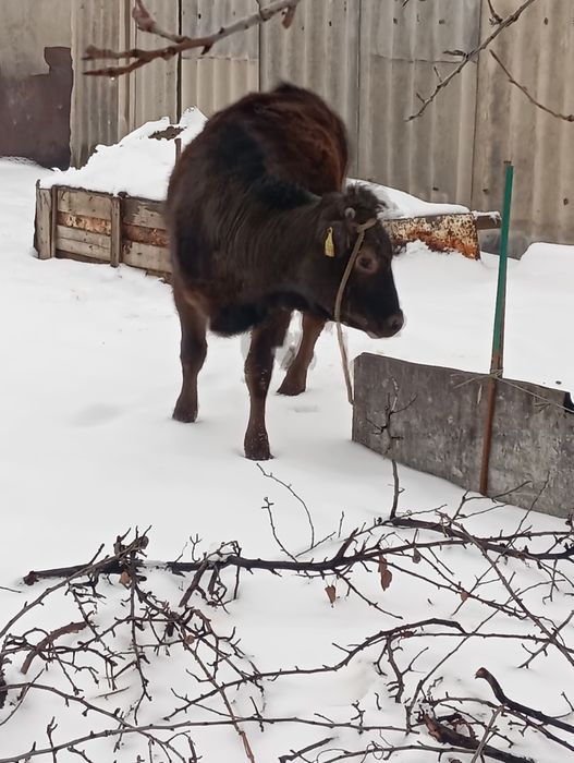 Продам тёлочку стоит на откорме
