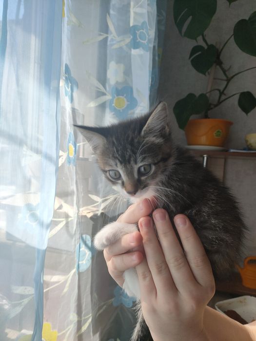 Отдам котят, Майкудук