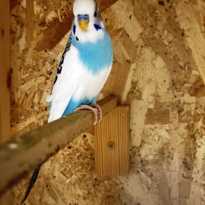 Papagali perusi pui si maturi