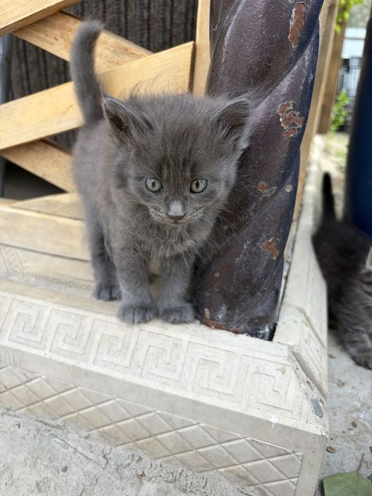 Отдам котят мальчики