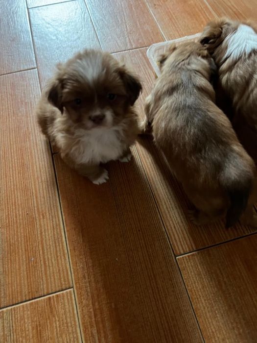 Pechinez 6 saptamani cauta familie iubitoare