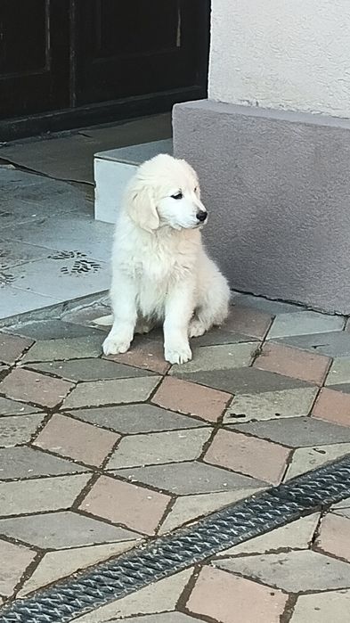 Golden Retriever cu Pedigree FCI