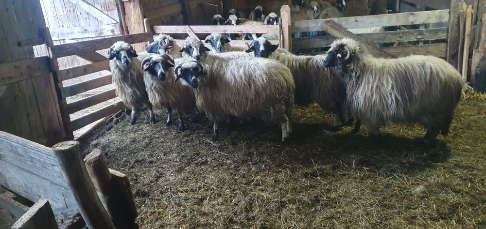 Oi breze disponibile