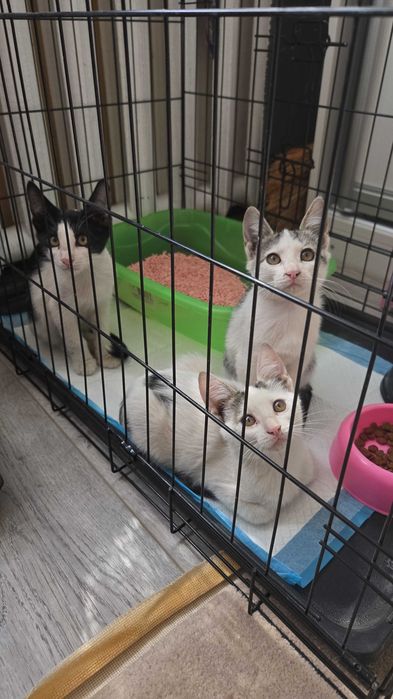 Котята в добрые руки
