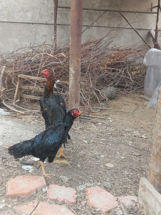 shamo.Kares.ganoy.kulangi,dakan.xo'roz.xuro'z