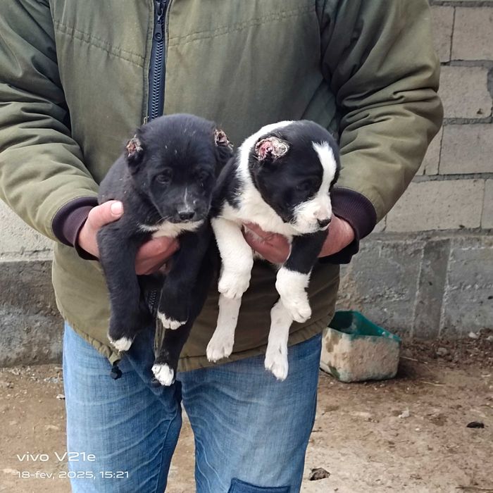 Alabay choʻpon it bolalar sotiladi 5ta erkak 2ta ayol narxi 550 mindan