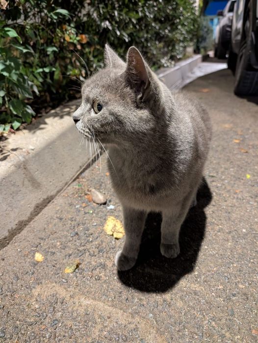 Нашла домашнего кота