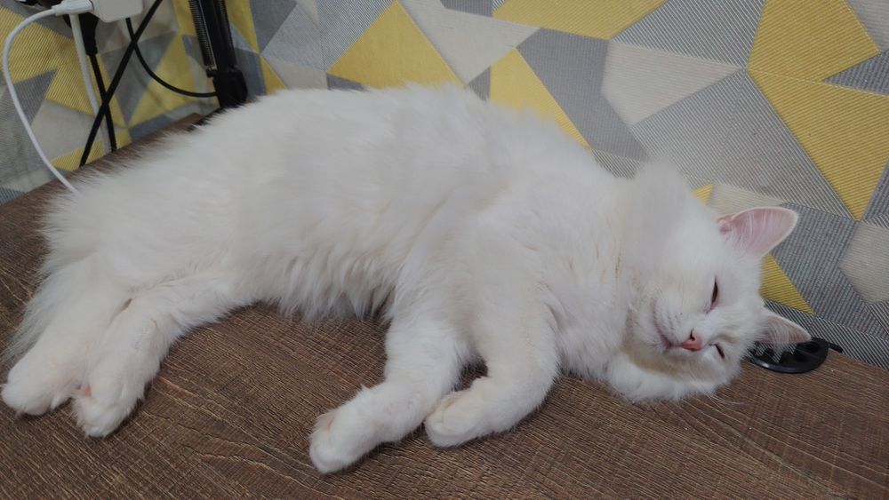 Отдам кот 1 год бесплатно