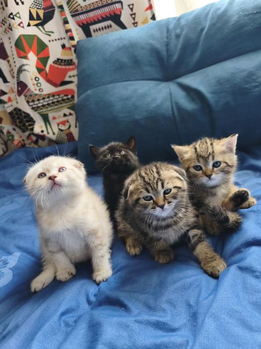 Котята Шотландцы
