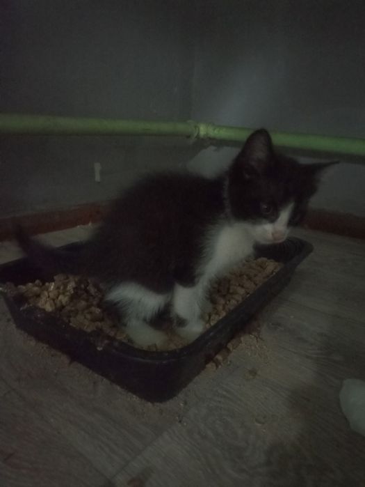 Котята мальчики 1,5 мес