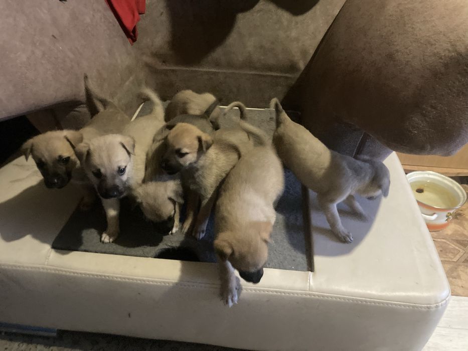 Дарю щенков метисов