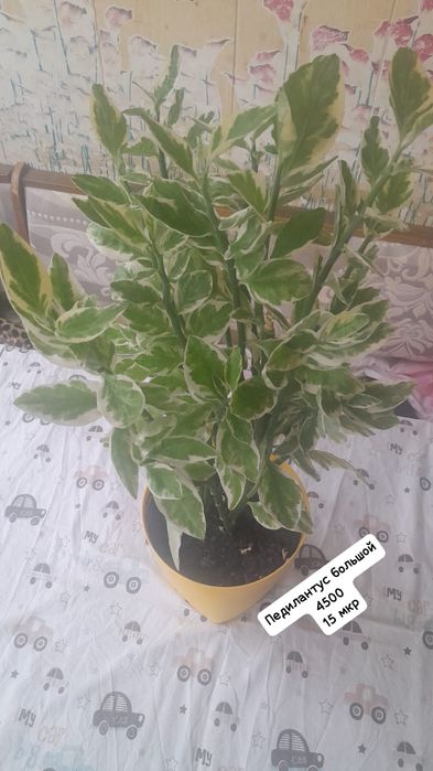 Комнатные цветы недорого