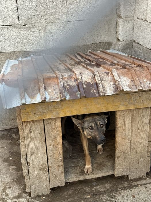 Отдам собаку в добрые руки