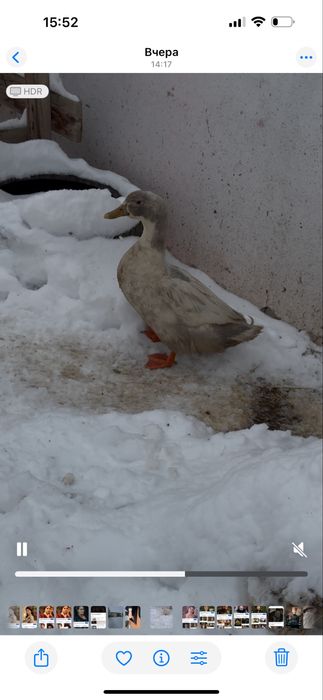 Продам уток пекинок