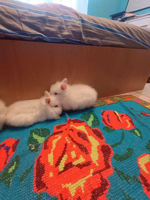 Iepurasi Cap de Leu, ochi rosii