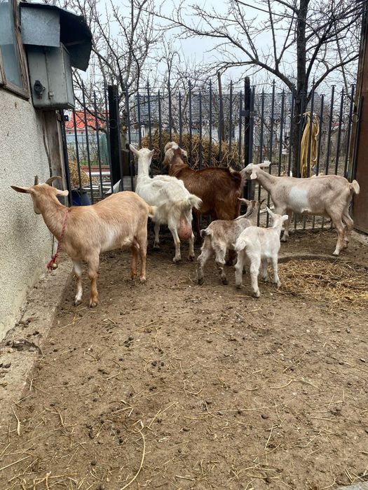 Capre sannen anglonubian