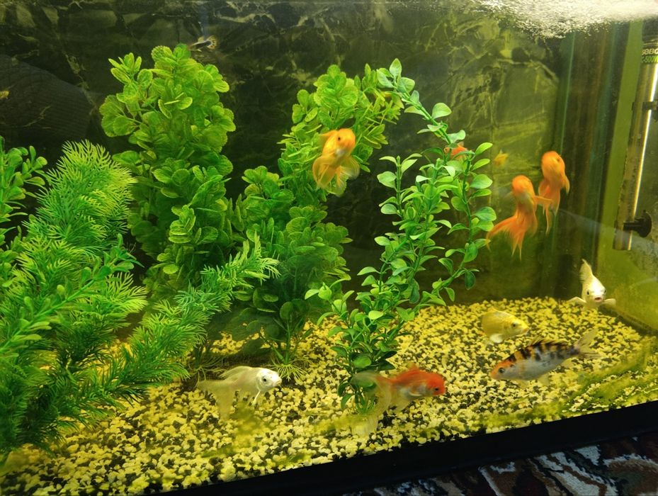 Akvaryum va baliqlar optim sotiladi