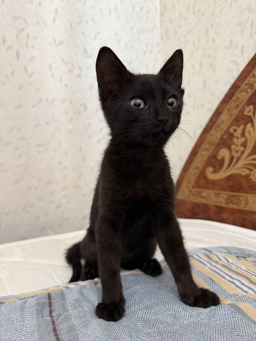 черный кот в добрые руки