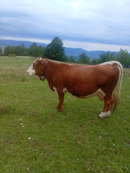 Vacă de vânzare cu vitea de 2 săptămâni