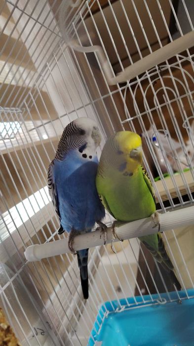 Vand perche de perusi