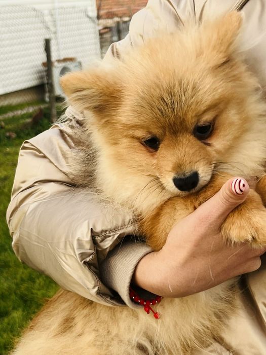 кученце Пумеран 4месеца