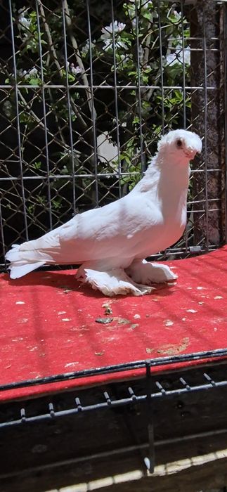 Белая голубкааааа