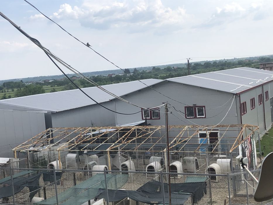 Asociația Monatel ofera spre adoptie catei deparazitați și vaccinați