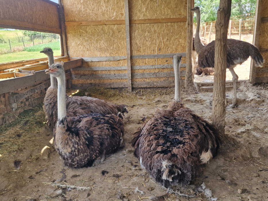 Vând 9 struți africani, 13 luni
