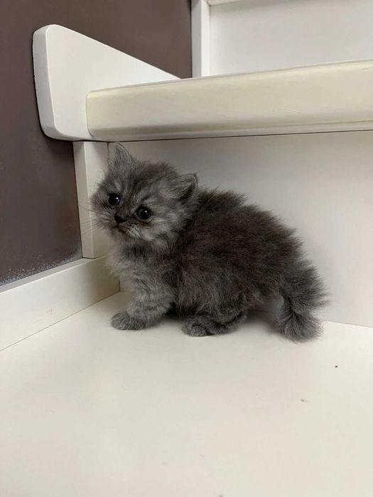 Котята Британские длинношерстные
