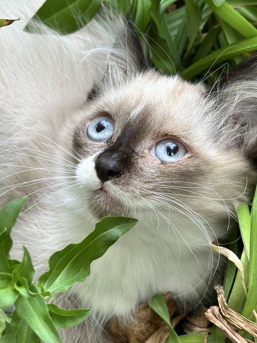 Отдам котенка в хорошие руки