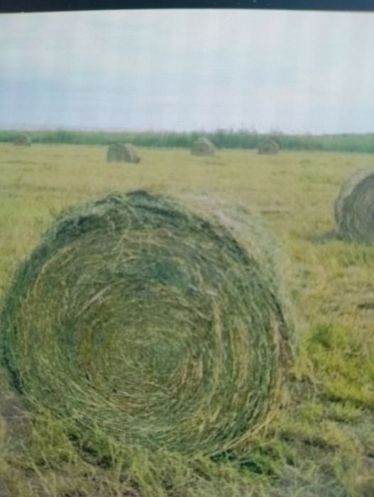 сено жоношка урлон сатамын жоношка свежый укос жоношка люцерна жоношка