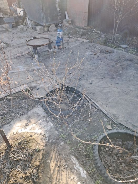 Продам саженцы смородина