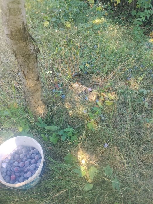 Pune de vânzare sau schimb cu cereale