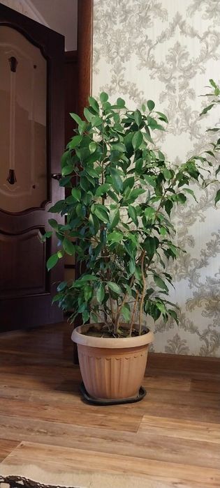 Комнатные цветы и растения