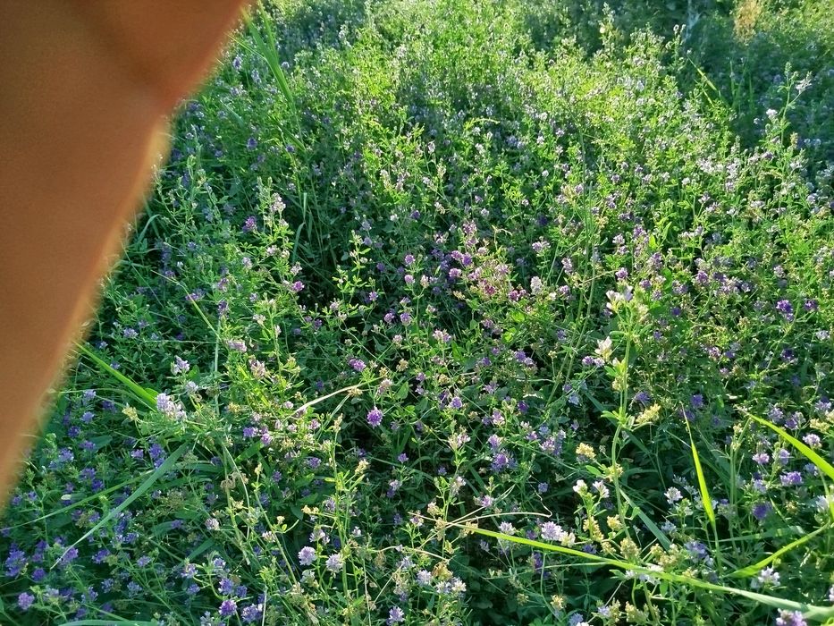 Õt sotiladi gullagan srochna