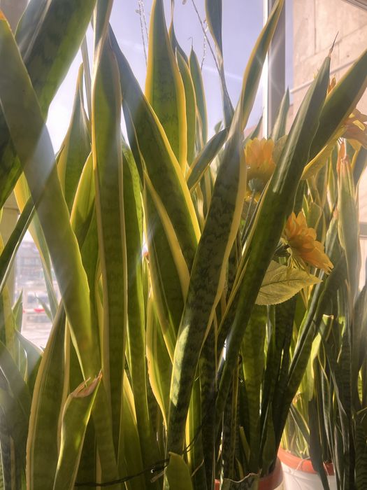 Продам отростки сансесверии.