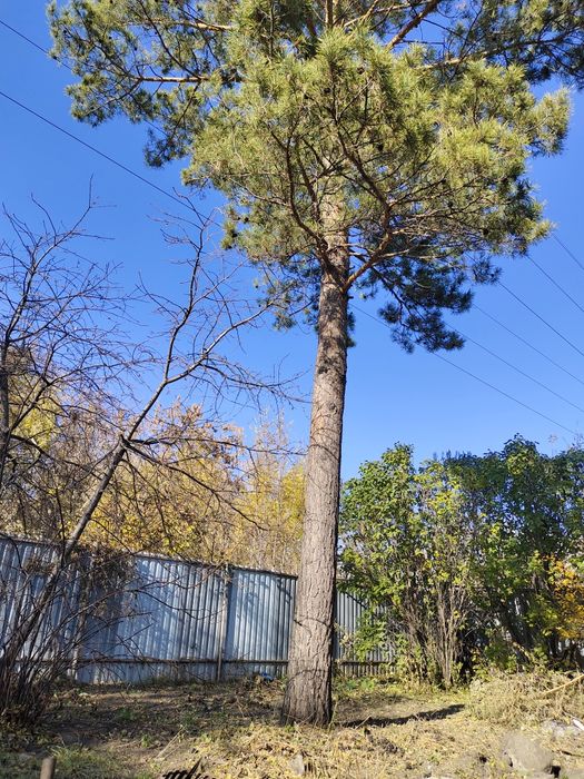 Отдам сосну с участка