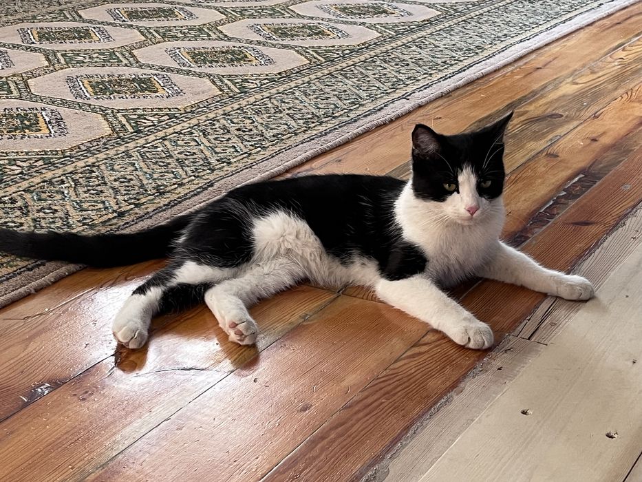 Котик кастрированный