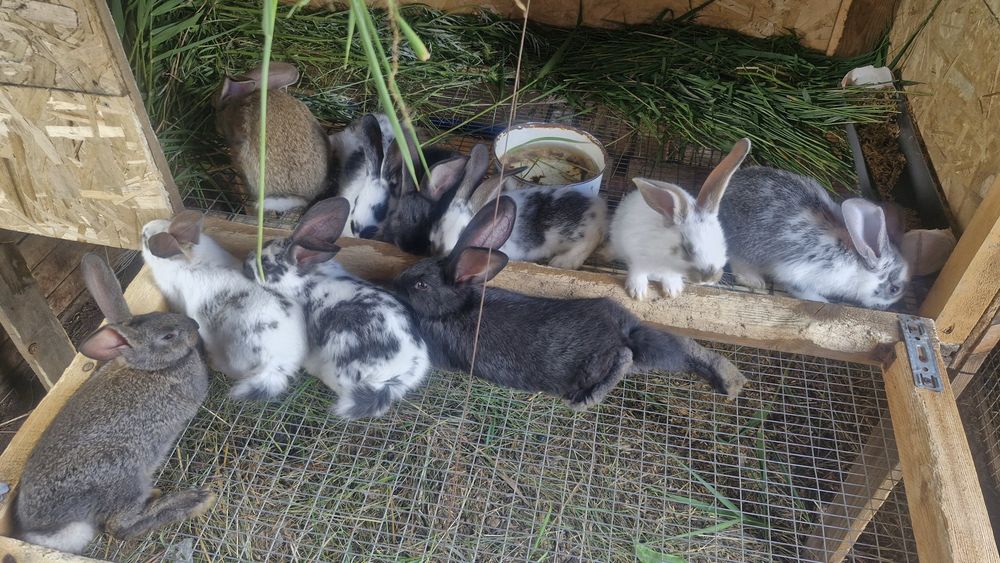 Продам кролят 1 месяц