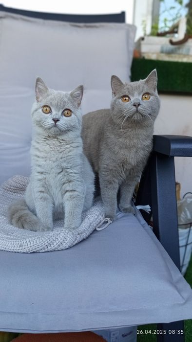 Британски късокосмести котета