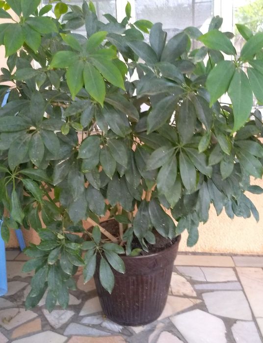 комнатные растения/  xonaki gullar