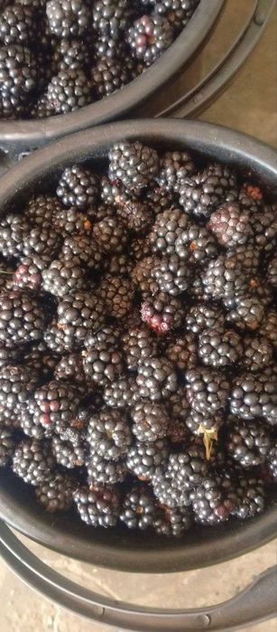 Ejevika ko'chatlari bor. 15-20 kggacha bir ko'chatdam hosil beradi